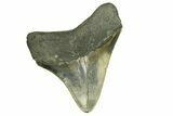 Serrated, Fossil Megalodon Tooth - North Carolina #294491-1